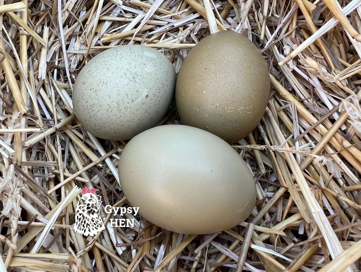 OliveEgger Hatching Eggs (SecondFourth Generation)